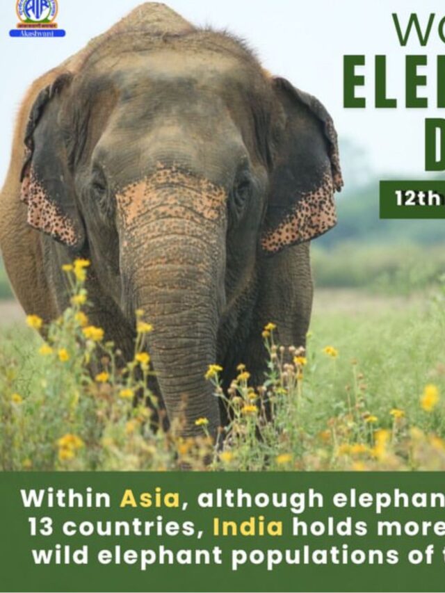 12 August World Elephant Day